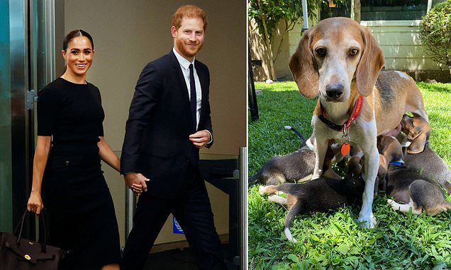 Harry and Meghan adopt one of 4,000 beagles from Envigo testing centre