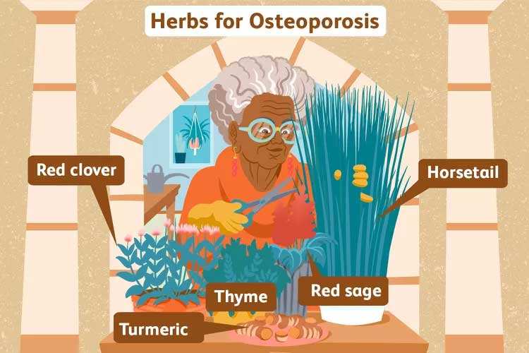Las mejores hierbas para la osteoporosis