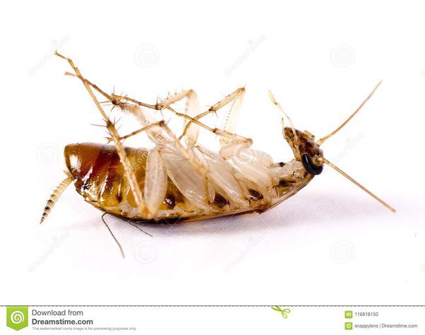 ¿Por qué las cucarachas se ponen boca abajo con insecticida?