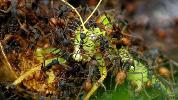 ¿Cómo son las guerras de hormigas?
