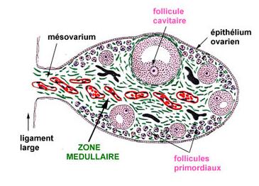 Ovario - Folículo secundario o preantral