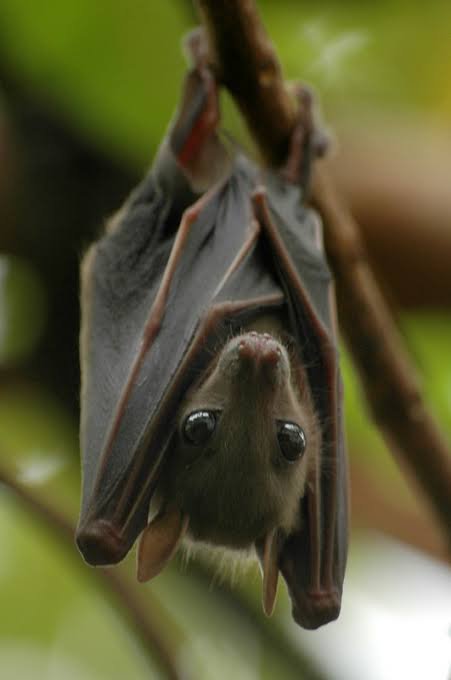 ¿Por qué los murciélagos duermen colgados boca abajo?